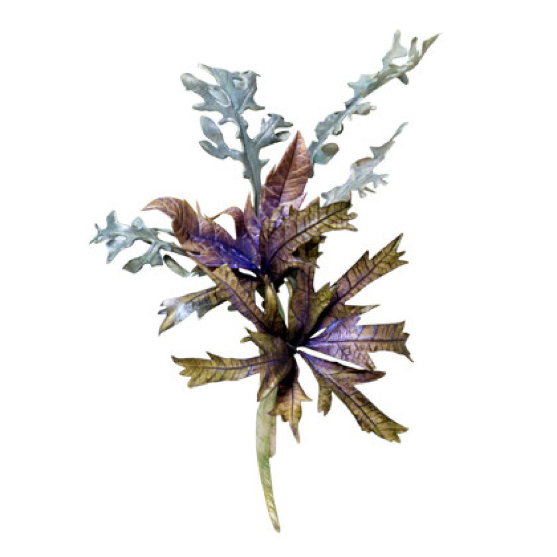 SK Leaf Veiner Sea Holly (Eryngium)