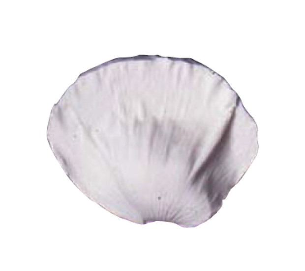 SK Petal Silicone Veiner Poppy Large (6CM) 5052338039967