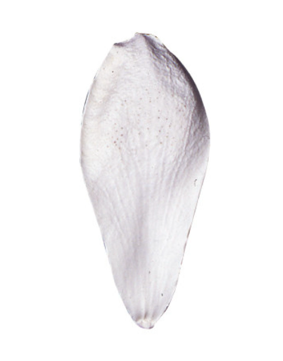 SK Silicone Veiner Magnolia Very Large(10.5CM)