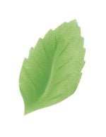 Small Wafer Rose Leaf - 47mm L325