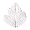 Squire Kitchen -GI Leaf Veiner Clematis Extra Large 8.5cm