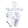 SK Great Impressions Petal Veiner Orchid Miltoria Wasserfall Wide