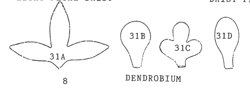 Dendrobium set of 4--- 31S
