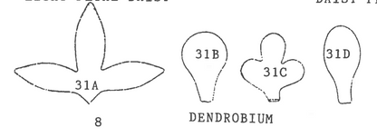 Dendrobium set of 4--- 31S
