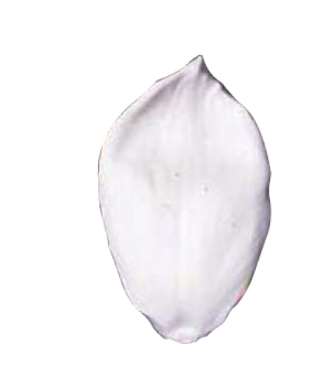 SK Great Impressions Silicone Veiner Tulip Mount Tacoma GM05T001-03