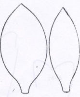 Casablanca / Stargazer lily