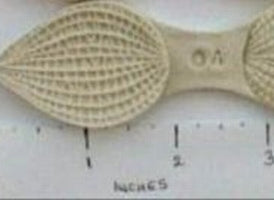 Vanda orchid petal large-DPM veiner